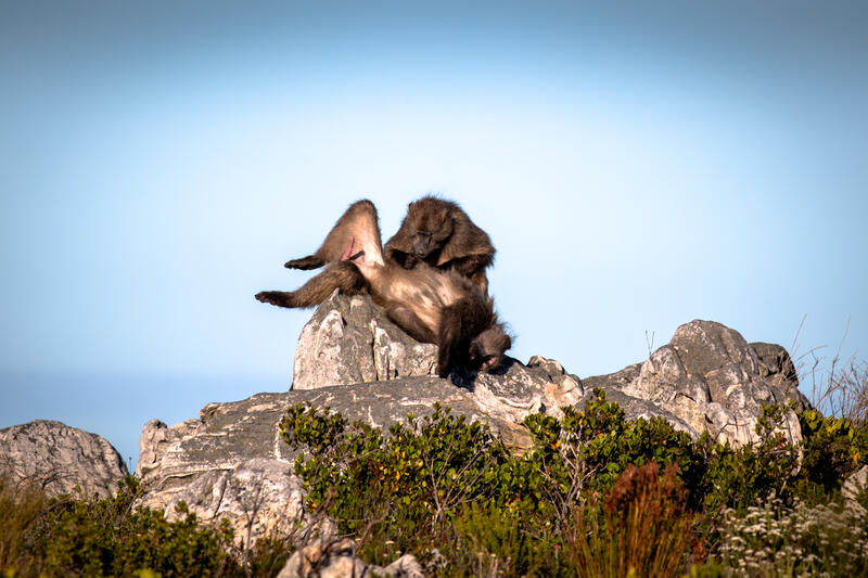 Chacma baboons from the Klein Slangkop troop groom each other on Slangkop Mountain above the coastal village of Kommetjie, Cape Town, South Africa on May 7,2020. In Cape Town, South Africa, the coexistence of humans and Chacma baboons in urban areas, particularly in villages like Kommetjie, has led to increasing tensions and conflicts. Despite efforts under the City of Cape Town's 'Baboon Strategic Management Plan,' which involves tracking, educating residents, and reducing baboon harm, hostilities between baboons and humans, including attacks on pets and property damage, continue to rise. The presence of baboons, who forage and sleep within urban spaces, has divided the community, pitting animal rights activists against frustrated residents. A recent survey of Kommetjie residents revealed that 55 percent have daily encounters with baboons, 85 percent have had baboons enter their homes, and 83 percent have altered their lifestyles to avoid conflict. However, with no alternative plans in place, the struggle between maintaining baboon welfare and ensuring human safety remains unresolved. Matrix Images / Alan van Gysen