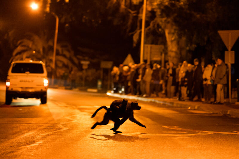 A mother Chacma baboon runs across the road with her baby in search of their sleep site while a gathered crowd of affected Kommetjie residents stand in protest to baboon living in the urban space in Cape Town, South Africa on August 4,2024. In Cape Town, South Africa, the coexistence of humans and Chacma baboons in urban areas, particularly in villages like Kommetjie, has led to increasing tensions and conflicts. Despite efforts under the City of Cape Town's 'Baboon Strategic Management Plan,' which involves tracking, educating residents, and reducing baboon harm, hostilities between baboons and humans, including attacks on pets and property damage, continue to rise. The presence of baboons, who forage and sleep within urban spaces, has divided the community, pitting animal rights activists against frustrated residents. A recent survey of Kommetjie residents revealed that 55 percent have daily encounters with baboons, 85 percent have had baboons enter their homes, and 83 percent have altered their lifestyles to avoid conflict. However, with no alternative plans in place, the struggle between maintaining baboon welfare and ensuring human safety remains unresolved. Matrix Images / Alan van Gysen
