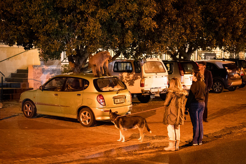 Animal rights activists watch a male baboon on top of a parked car in after it was pepper-sprayed by a resident in Cape Town, South Africa on August 4,2024. In Cape Town, South Africa, the coexistence of humans and Chacma baboons in urban areas, particularly in villages like Kommetjie, has led to increasing tensions and conflicts. Despite efforts under the City of Cape Town's 'Baboon Strategic Management Plan,' which involves tracking, educating residents, and reducing baboon harm, hostilities between baboons and humans, including attacks on pets and property damage, continue to rise. The presence of baboons, who forage and sleep within urban spaces, has divided the community, pitting animal rights activists against frustrated residents. A recent survey of Kommetjie residents revealed that 55 percent have daily encounters with baboons, 85 percent have had baboons enter their homes, and 83 percent have altered their lifestyles to avoid conflict. However, with no alternative plans in place, the struggle between maintaining baboon welfare and ensuring human safety remains unresolved. Matrix Images / Alan van Gysen