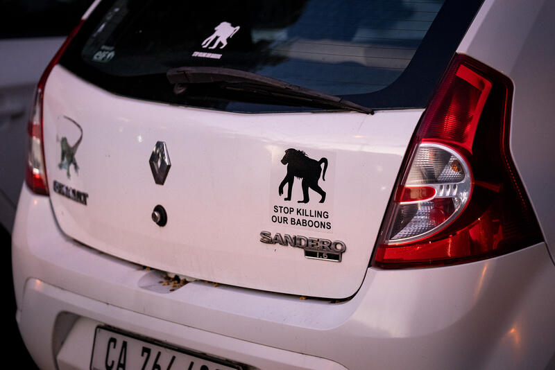 A sticker on the back of a Kommetjie residents vehicle in Cape Town, South Africa on August 4,2024. In Cape Town, South Africa, the coexistence of humans and Chacma baboons in urban areas, particularly in villages like Kommetjie, has led to increasing tensions and conflicts. Despite efforts under the City of Cape Town's 'Baboon Strategic Management Plan,' which involves tracking, educating residents, and reducing baboon harm, hostilities between baboons and humans, including attacks on pets and property damage, continue to rise. The presence of baboons, who forage and sleep within urban spaces, has divided the community, pitting animal rights activists against frustrated residents. A recent survey of Kommetjie residents revealed that 55 percent have daily encounters with baboons, 85 percent have had baboons enter their homes, and 83 percent have altered their lifestyles to avoid conflict. However, with no alternative plans in place, the struggle between maintaining baboon welfare and ensuring human safety remains unresolved. Matrix Images / Alan van Gysen