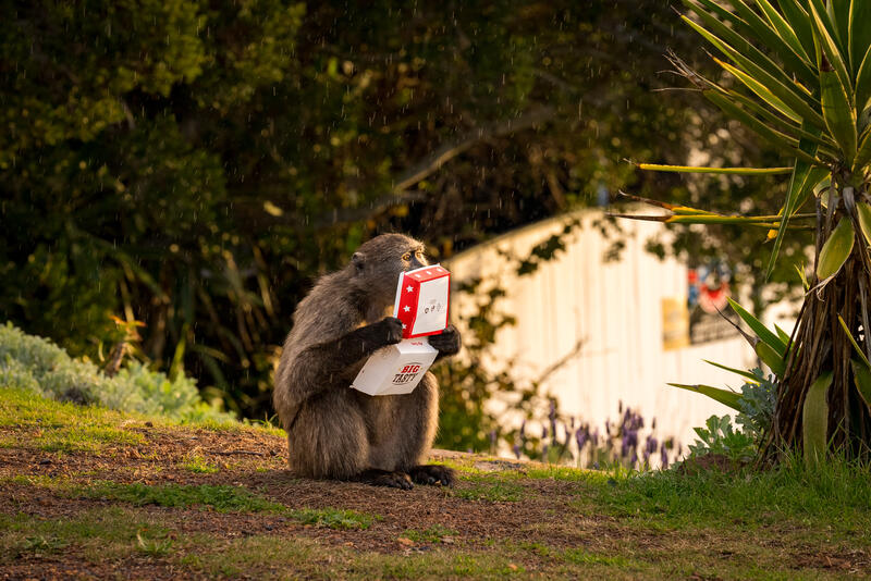 A habituated wild baboons raiding a City of Cape Town municipal bin in Cape Town, South Africa on August 4,2024. In Cape Town, South Africa, the coexistence of humans and Chacma baboons in urban areas, particularly in villages like Kommetjie, has led to increasing tensions and conflicts. Despite efforts under the City of Cape Town's 'Baboon Strategic Management Plan,' which involves tracking, educating residents, and reducing baboon harm, hostilities between baboons and humans, including attacks on pets and property damage, continue to rise. The presence of baboons, who forage and sleep within urban spaces, has divided the community, pitting animal rights activists against frustrated residents. A recent survey of Kommetjie residents revealed that 55 percent have daily encounters with baboons, 85 percent have had baboons enter their homes, and 83 percent have altered their lifestyles to avoid conflict. However, with no alternative plans in place, the struggle between maintaining baboon welfare and ensuring human safety remains unresolved. Matrix Images / Alan van Gysen