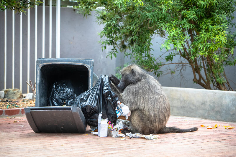 The alpha male baboon Kataza of the Klein Slangkop troop on the Cape Town peninsula forages in the garden of a Kommetjie home in Cape Town, South Africa on May 7, 2020.  In Cape Town, South Africa, the coexistence of humans and Chacma baboons in urban areas, particularly in villages like Kommetjie, has led to increasing tensions and conflicts. Despite efforts under the City of Cape Town's 'Baboon Strategic Management Plan,' which involves tracking, educating residents, and reducing baboon harm, hostilities between baboons and humans, including attacks on pets and property damage, continue to rise. The presence of baboons, who forage and sleep within urban spaces, has divided the community, pitting animal rights activists against frustrated residents. A recent survey of Kommetjie residents revealed that 55 percent have daily encounters with baboons, 85 percent have had baboons enter their homes, and 83 percent have altered their lifestyles to avoid conflict. However, with no alternative plans in place, the struggle between maintaining baboon welfare and ensuring human safety remains unresolved. Matrix Images / Alan van Gysen