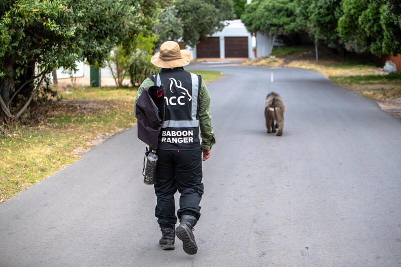 A baboon monitor follows a Chacma baboon in the seaside village of Kommetjie, Cape Town, South Africa on May 7, 2020. In Cape Town, South Africa, the coexistence of humans and Chacma baboons in urban areas, particularly in villages like Kommetjie, has led to increasing tensions and conflicts. Despite efforts under the City of Cape Town's 'Baboon Strategic Management Plan,' which involves tracking, educating residents, and reducing baboon harm, hostilities between baboons and humans, including attacks on pets and property damage, continue to rise. The presence of baboons, who forage and sleep within urban spaces, has divided the community, pitting animal rights activists against frustrated residents. A recent survey of Kommetjie residents revealed that 55 percent have daily encounters with baboons, 85 percent have had baboons enter their homes, and 83 percent have altered their lifestyles to avoid conflict. However, with no alternative plans in place, the struggle between maintaining baboon welfare and ensuring human safety remains unresolved. Matrix Images / Alan van Gysen
