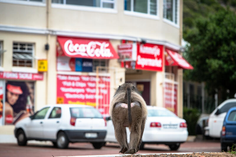 A Chacma baboon walks towards a shop in the seaside village of Kommetjie, Cape Town, South Africa on May 7, 2020. In Cape Town, South Africa, the coexistence of humans and Chacma baboons in urban areas, particularly in villages like Kommetjie, has led to increasing tensions and conflicts. Despite efforts under the City of Cape Town's 'Baboon Strategic Management Plan,' which involves tracking, educating residents, and reducing baboon harm, hostilities between baboons and humans, including attacks on pets and property damage, continue to rise. The presence of baboons, who forage and sleep within urban spaces, has divided the community, pitting animal rights activists against frustrated residents. A recent survey of Kommetjie residents revealed that 55 percent have daily encounters with baboons, 85 percent have had baboons enter their homes, and 83 percent have altered their lifestyles to avoid conflict. However, with no alternative plans in place, the struggle between maintaining baboon welfare and ensuring human safety remains unresolved. Matrix Images / Alan van Gysen