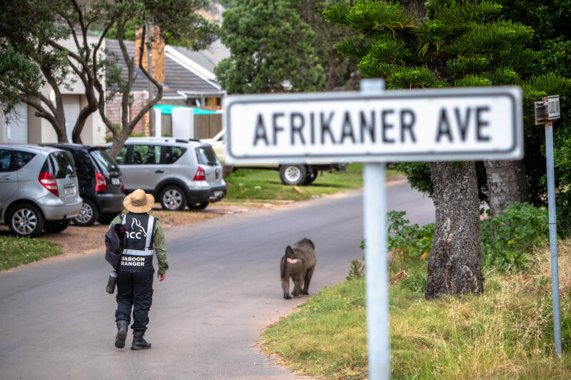A baboon monitor follows a Chacma baboon in the seaside village of Kommetjie, Cape Town, South Africa on May 7, 2020. In Cape Town, South Africa, the coexistence of humans and Chacma baboons in urban areas, particularly in villages like Kommetjie, has led to increasing tensions and conflicts. Despite efforts under the City of Cape Town's 'Baboon Strategic Management Plan,' which involves tracking, educating residents, and reducing baboon harm, hostilities between baboons and humans, including attacks on pets and property damage, continue to rise. The presence of baboons, who forage and sleep within urban spaces, has divided the community, pitting animal rights activists against frustrated residents. A recent survey of Kommetjie residents revealed that 55 percent have daily encounters with baboons, 85 percent have had baboons enter their homes, and 83 percent have altered their lifestyles to avoid conflict. However, with no alternative plans in place, the struggle between maintaining baboon welfare and ensuring human safety remains unresolved. Matrix Images / Alan van Gysen