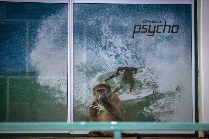A juvenile Chacma baboons chews on a bird spike in the central business area of Kommetjie, Cape Town South Africa on May 7, 2020. In Cape Town, South Africa, the coexistence of humans and Chacma baboons in urban areas, particularly in villages like Kommetjie, has led to increasing tensions and conflicts. Despite efforts under the City of Cape Town's 'Baboon Strategic Management Plan,' which involves tracking, educating residents, and reducing baboon harm, hostilities between baboons and humans, including attacks on pets and property damage, continue to rise. The presence of baboons, who forage and sleep within urban spaces, has divided the community, pitting animal rights activists against frustrated residents. A recent survey of Kommetjie residents revealed that 55 percent have daily encounters with baboons, 85 percent have had baboons enter their homes, and 83 percent have altered their lifestyles to avoid conflict. However, with no alternative plans in place, the struggle between maintaining baboon welfare and ensuring human safety remains unresolved. Matrix Images / Alan van Gysen