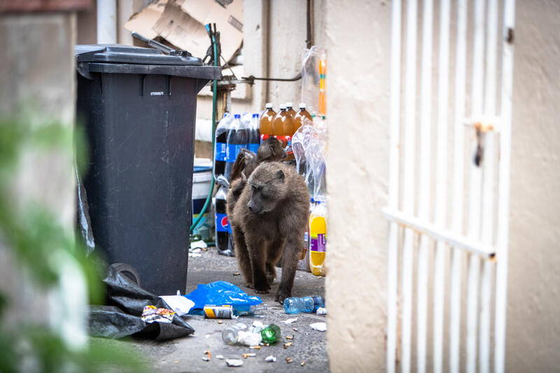 A nursing mother Chacma baboon forages through unsecured bins behind Kommetjie’s central commercial area in Cape Town, South Africa on May 7, 2020.  In Cape Town, South Africa, the coexistence of humans and Chacma baboons in urban areas, particularly in villages like Kommetjie, has led to increasing tensions and conflicts. Despite efforts under the City of Cape Town's 'Baboon Strategic Management Plan,' which involves tracking, educating residents, and reducing baboon harm, hostilities between baboons and humans, including attacks on pets and property damage, continue to rise. The presence of baboons, who forage and sleep within urban spaces, has divided the community, pitting animal rights activists against frustrated residents. A recent survey of Kommetjie residents revealed that 55 percent have daily encounters with baboons, 85 percent have had baboons enter their homes, and 83 percent have altered their lifestyles to avoid conflict. However, with no alternative plans in place, the struggle between maintaining baboon welfare and ensuring human safety remains unresolved. Matrix Images / Alan van Gysen
