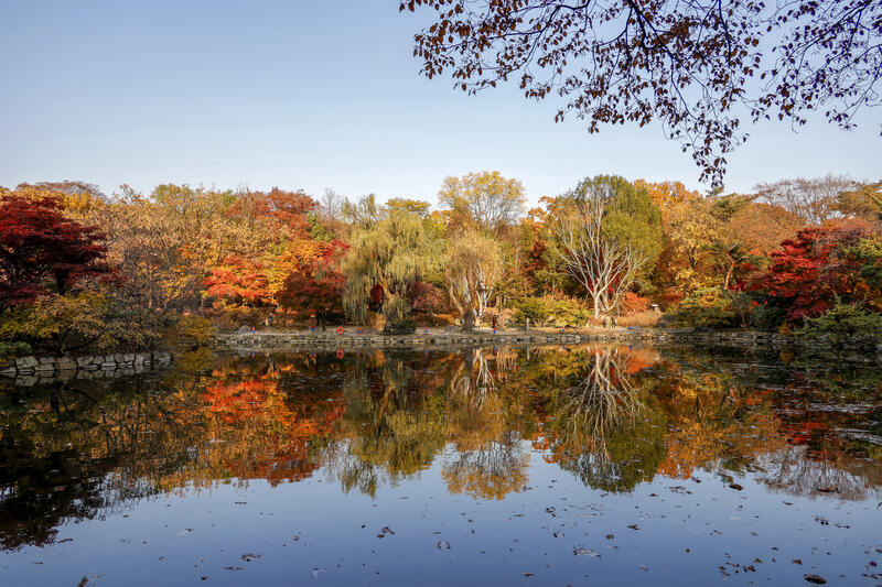 Autumn foliage at Changgyeonggung Palace in Seoul, South Korea