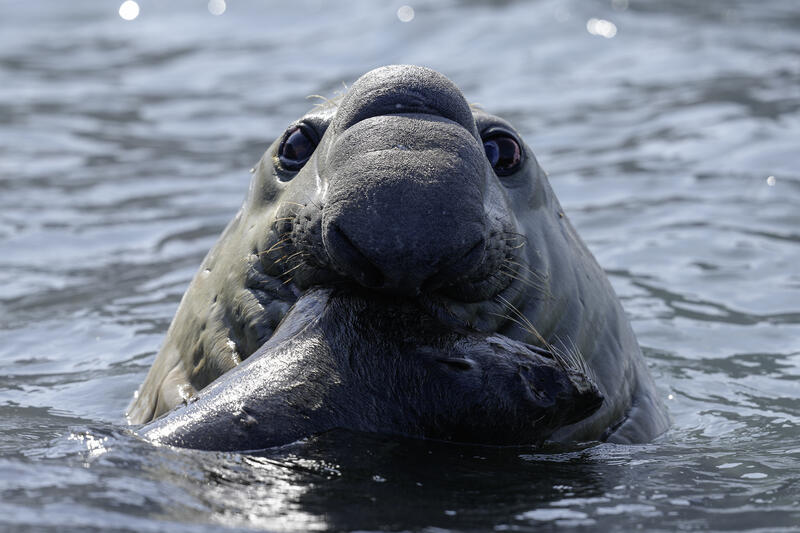 Elephant Seal in Cape Town, South Africa