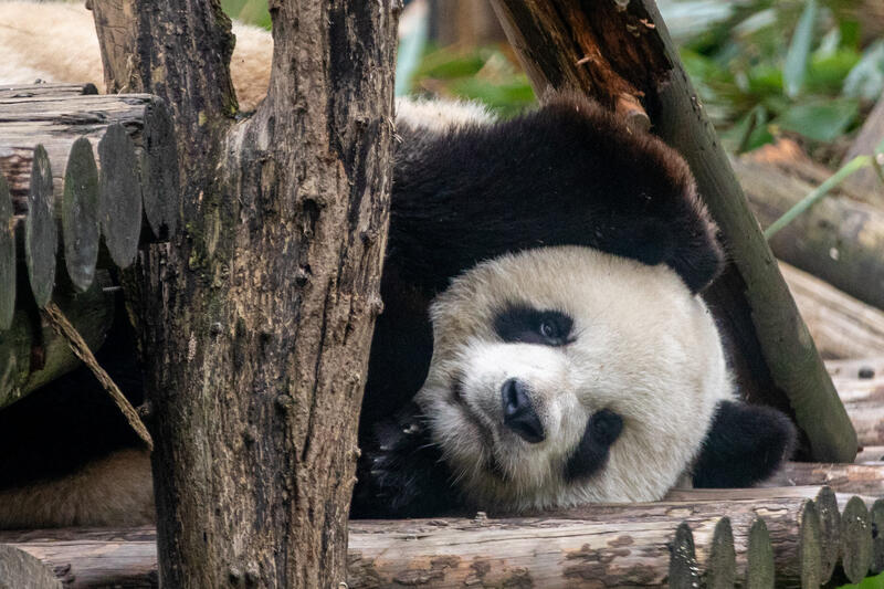 Giant Pandas in Xi’an, China