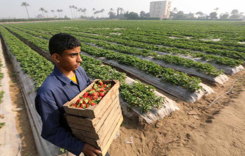 Strawberry production in Egypt