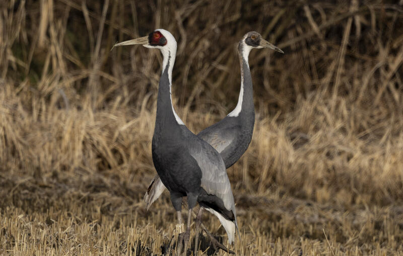 White-naped Cranes fly in Paju