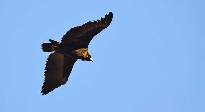 Mongolian Vultures Winter in Paju, Feeding on Protected Food Supplies
