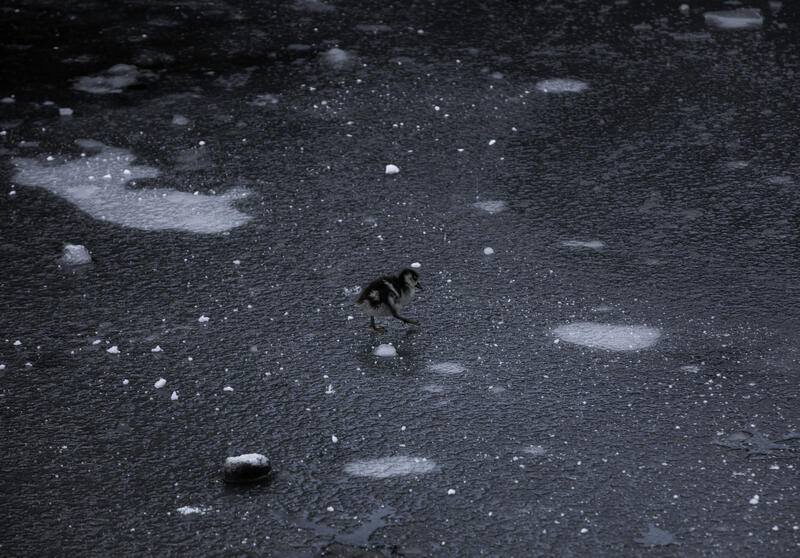 Egyptian Geese on Frozen Water in the Netherlands
