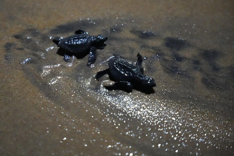 Turtle Hatchlings Release to the Indian Ocean in Colombo, Sri Lanka