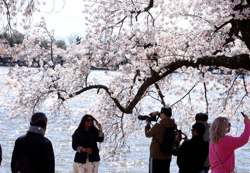 Cherry blossom In Washington in Washington, DC, USA.