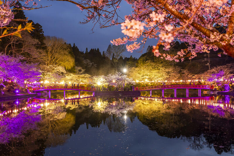 Japan Cherry Blossoms