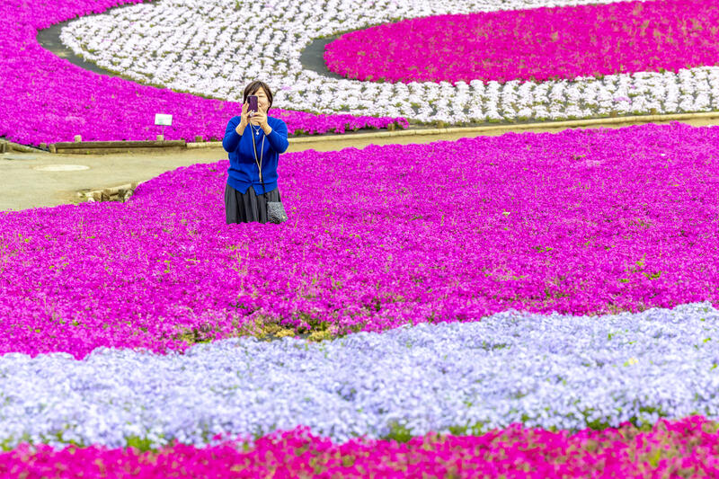 Chichibu Shibazakura flower festival in Japan
