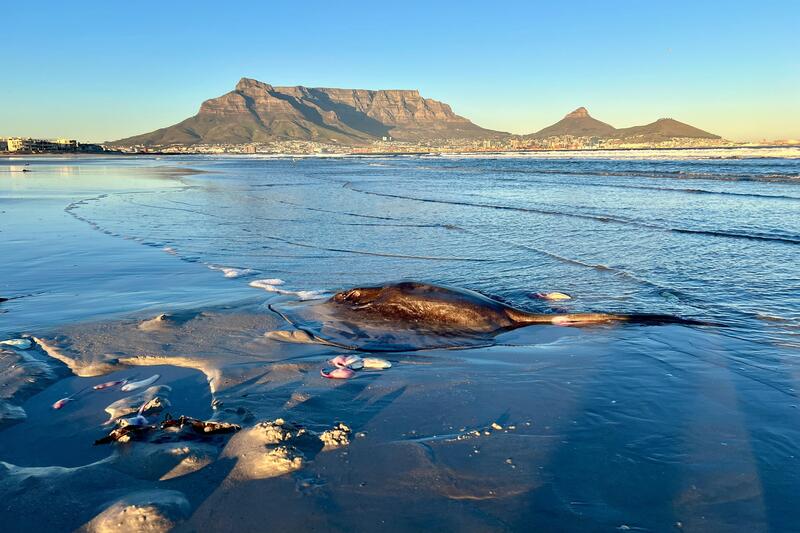 Short-Tail Stingray Rescue, Cape Town