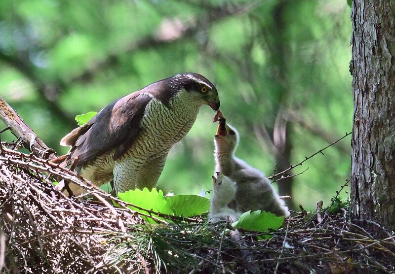 Goshawk in South Korea