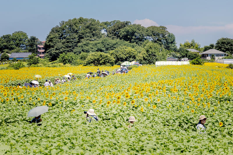 Kiyose Sunflower Festival