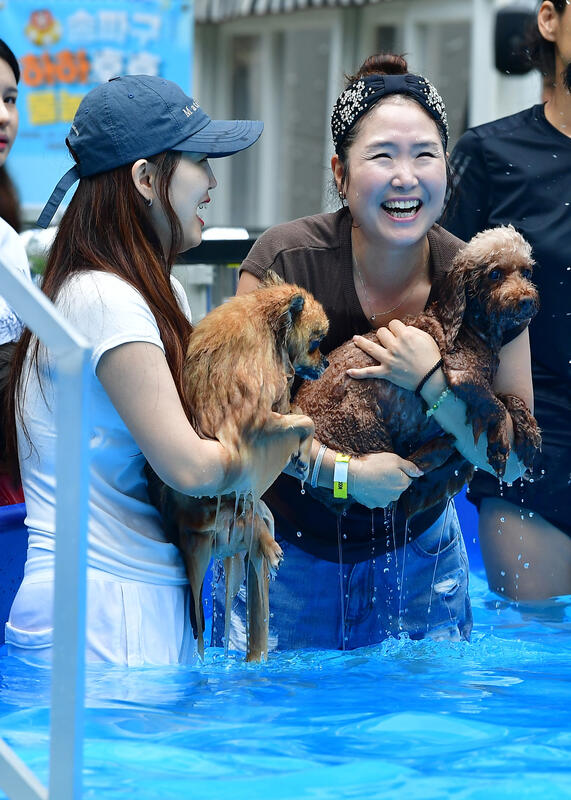 Dog Swimming Competition