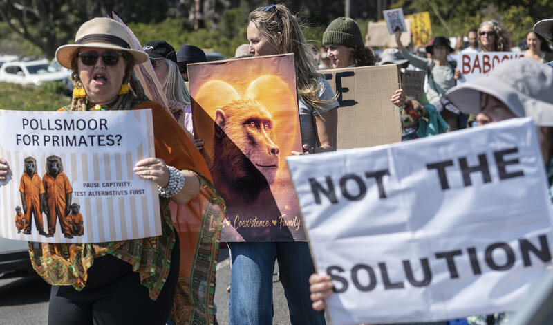Protest against baboon enclosure in Cape Town, South Africa