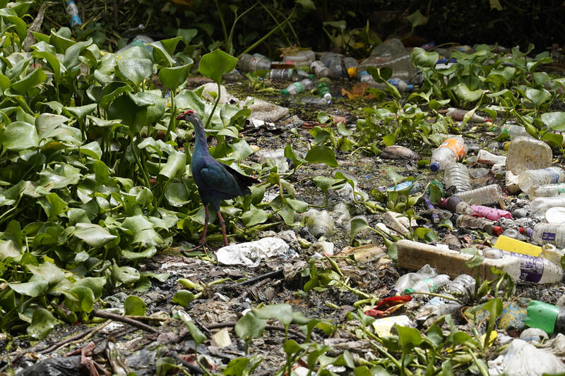Polluted Canal in Colombo