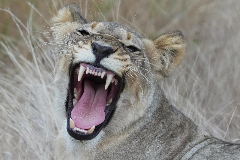Wildlife in the lowveld, Hoedspruit, South Africa
