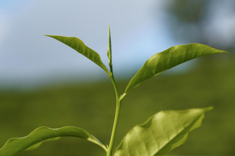 Ceylon tea in Sri Lanka 