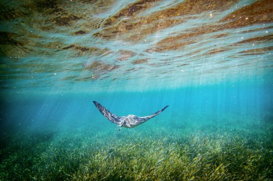 mantaray swimming